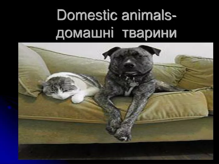 domestic animals