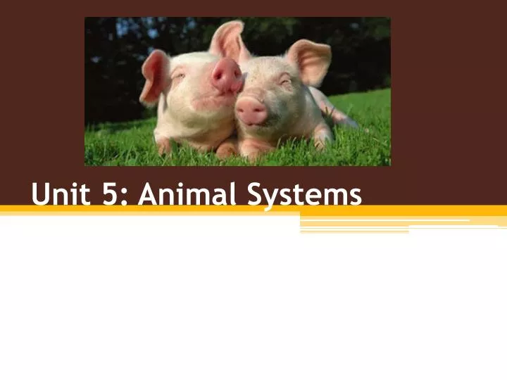 unit 5 animal systems