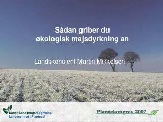 s dan griber du kologisk majsdyrkning an
