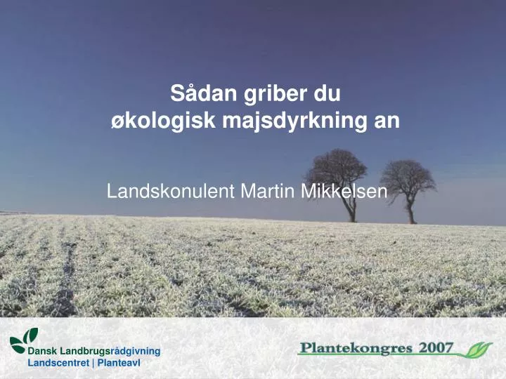 s dan griber du kologisk majsdyrkning an