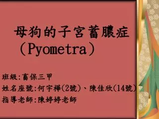 pyometra