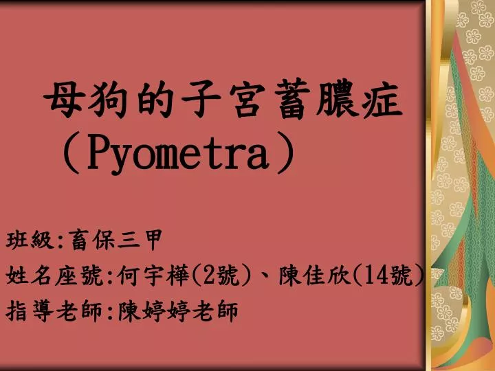 pyometra