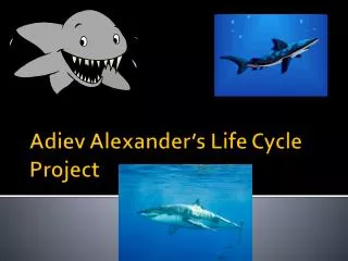 Adiev Alexander’s Life Cycle Project
