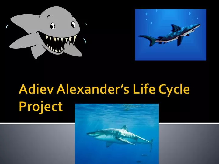 adiev alexander s life cycle project