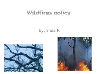 Wildfires policy