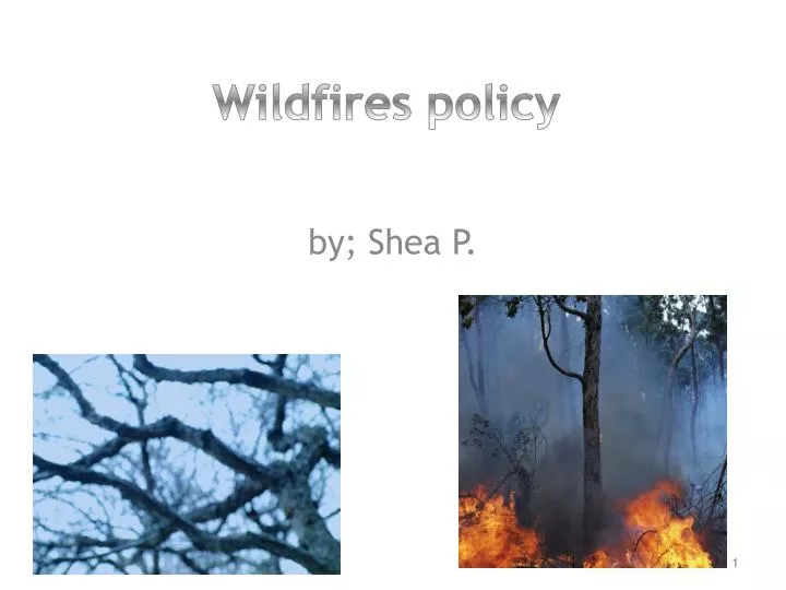 wildfires policy