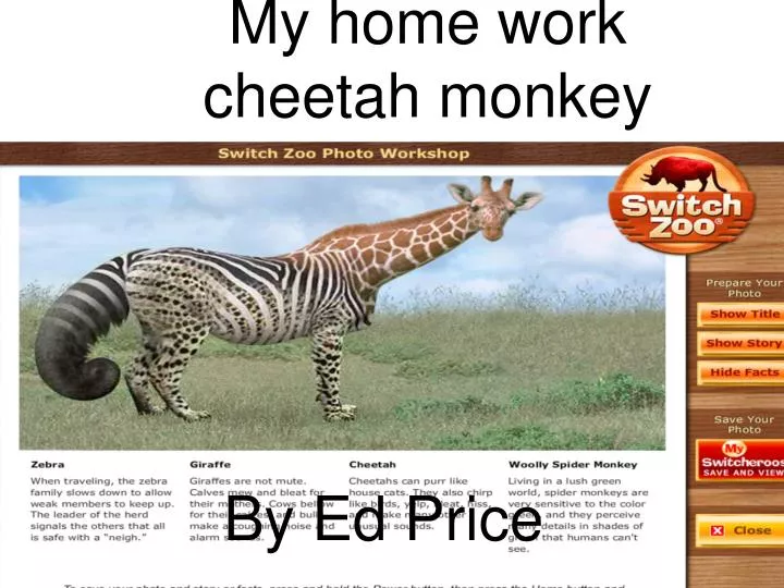 my home work cheetah monkey