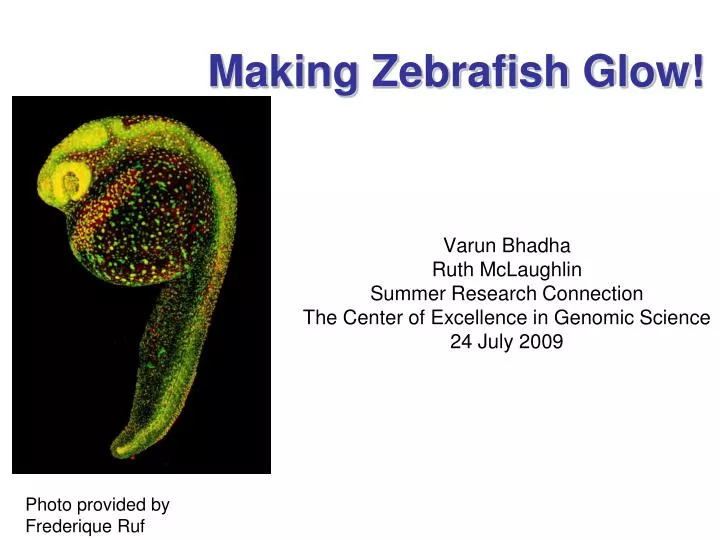 making zebrafish glow