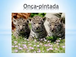 on a pintada