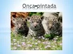 Onça-pintada - slide 1