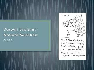 Darwin Explains Natural Selection