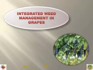 INTEGRATED WEED MANAGEMENT IN GRAPES