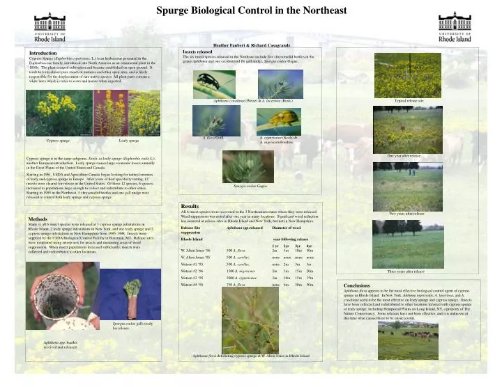 spurge biological control in the northeast heather faubert richard casagrande