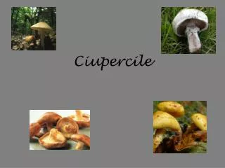 ciupercile