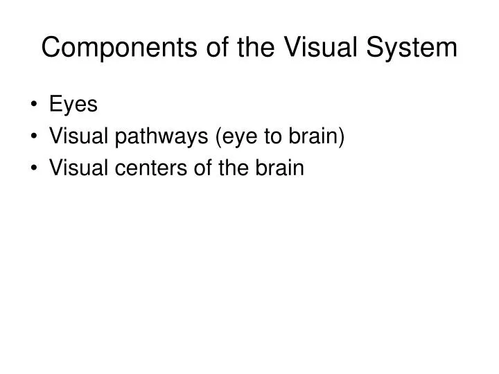 components of the visual system