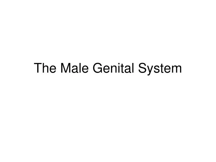 the male genital system