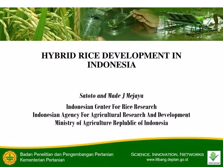 hybrid rice development in indonesia