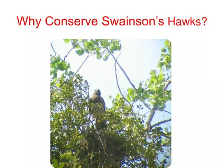 why conserve swainson s hawks