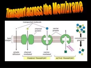Transport across the Membrane