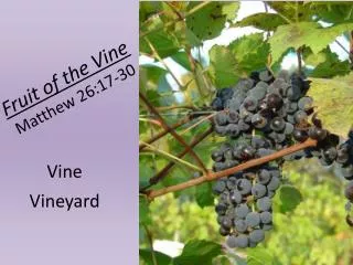 Fruit of the Vine Matthew 26:17-30