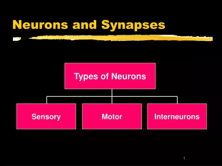 neurons and synapses