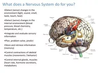 What does a Nervous System do for you?