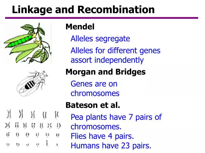linkage and recombination