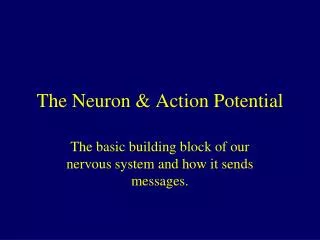 The Neuron &amp; Action Potential