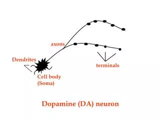 Dopamine (DA) neuron