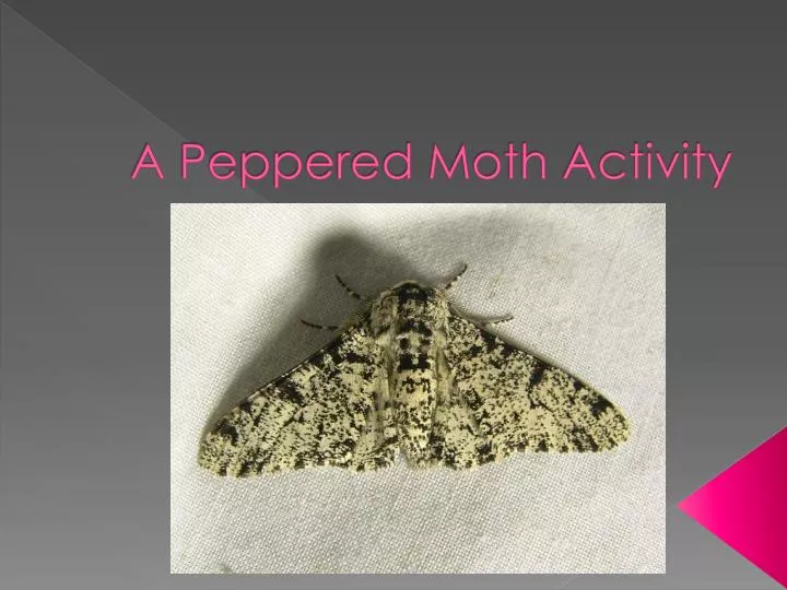 a peppered moth activity