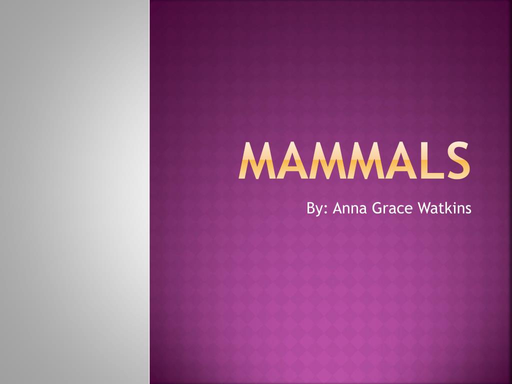 PPT - MAMMALS PowerPoint Presentation, free download - ID:6179280
