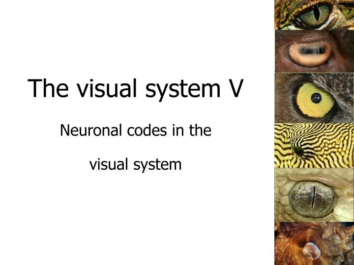 the visual system v neuronal codes in the visual system