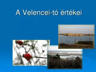 a velencei t rt kei