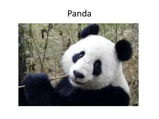 panda