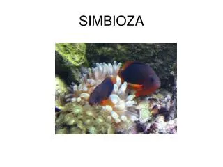 simbioza