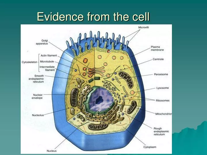 evidence from the cell