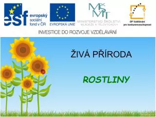 iv p roda