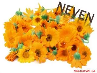 neven