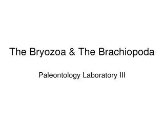 The Bryozoa &amp; The Brachiopoda