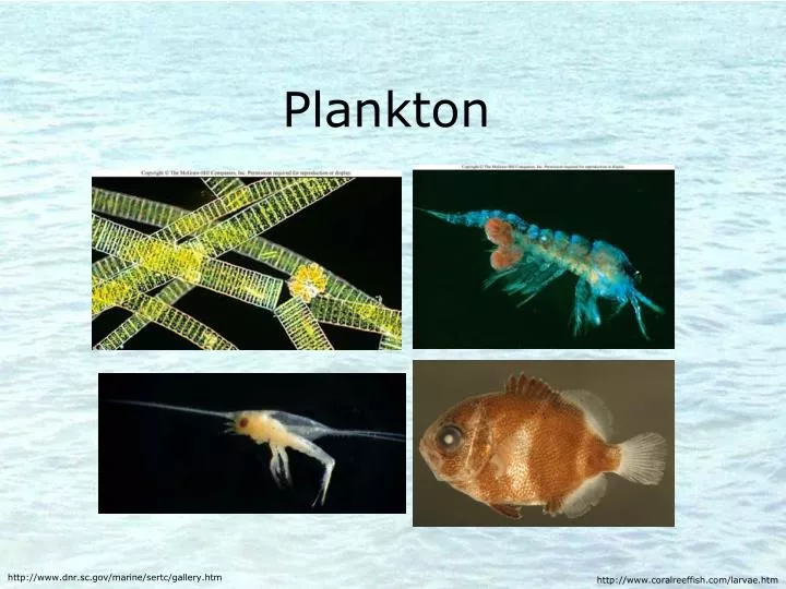 plankton