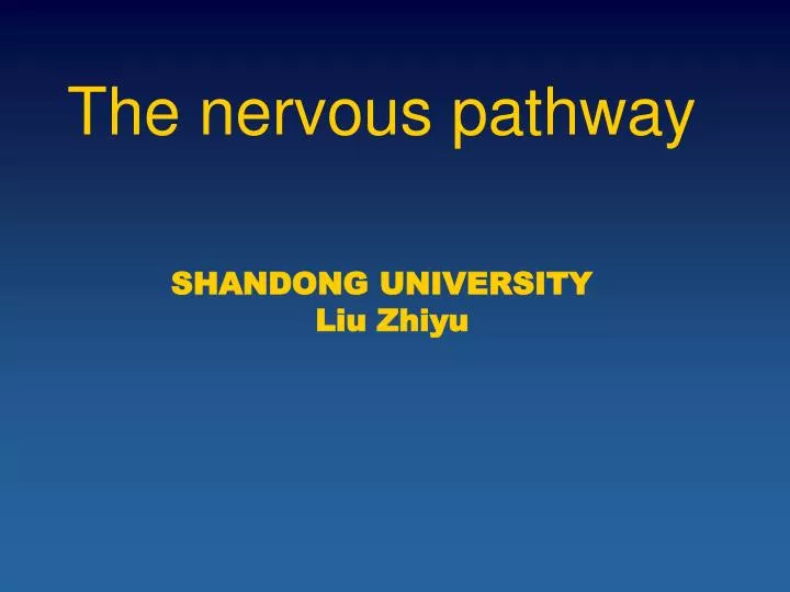the nervous pathway shandong university liu zhiyu