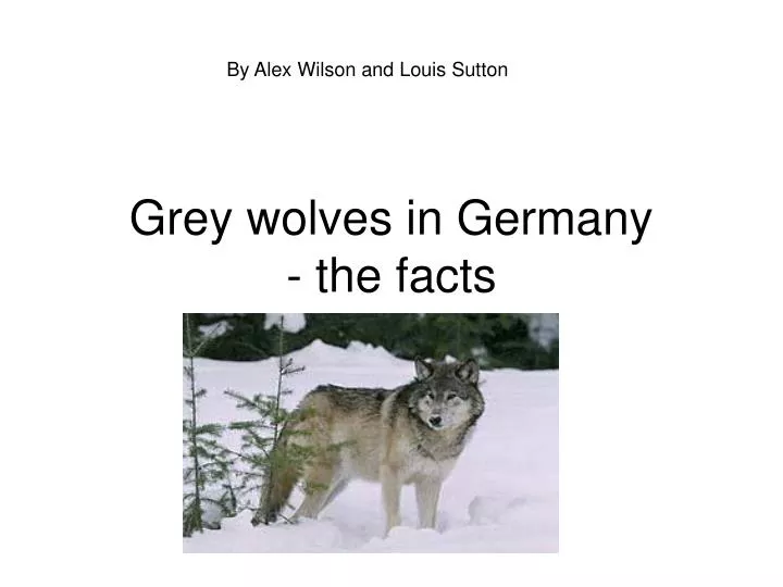 grey wolves in germany the facts