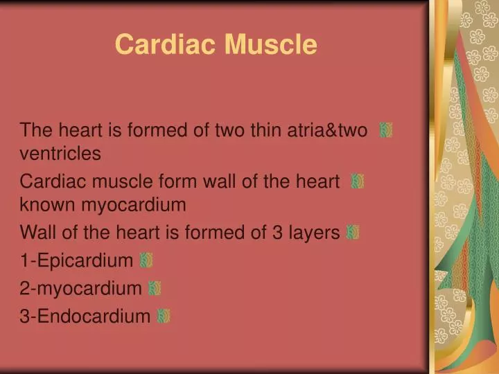 PPT - Cardiac Muscle PowerPoint Presentation, Free Download - ID:6182155