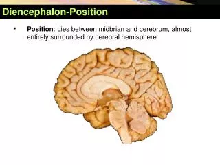 Diencephalon- Position