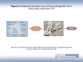 Figure 2 Complement activation as a common pathogenetic link in STEC-HUS, aHUS and TTP
