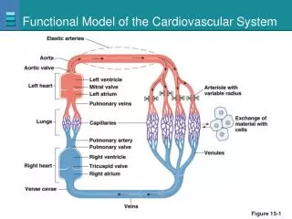 Functional Model of the Cardiovascular System