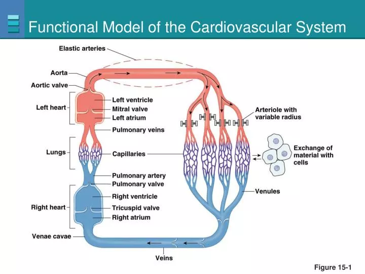 functional model of the cardiovascular system