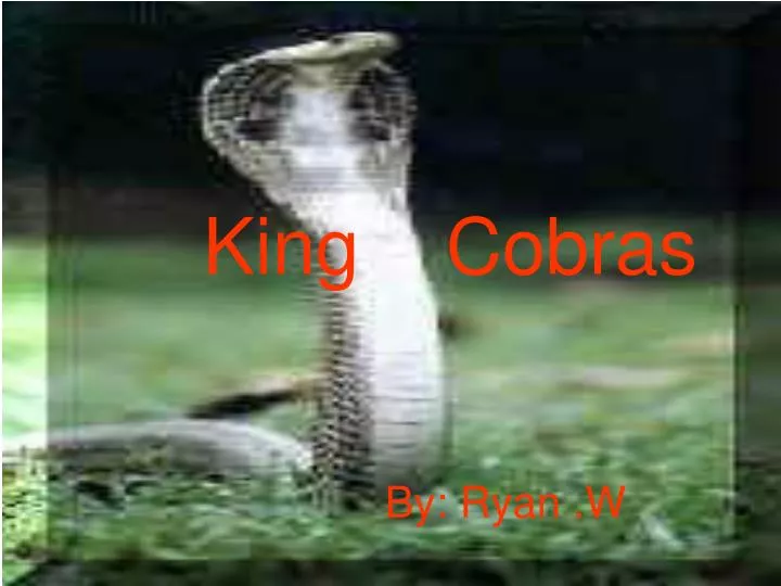 king cobras