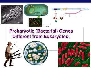Control of Prokaryotic (Bacterial) Genes Different from Eukaryotes!
