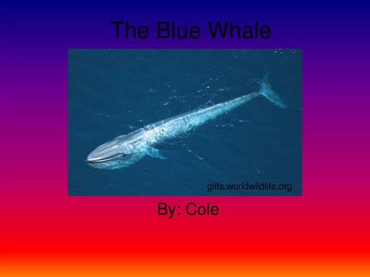 the blue whale